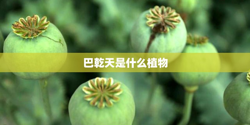 巴乾天是什么植物 巴乾天是什么植物