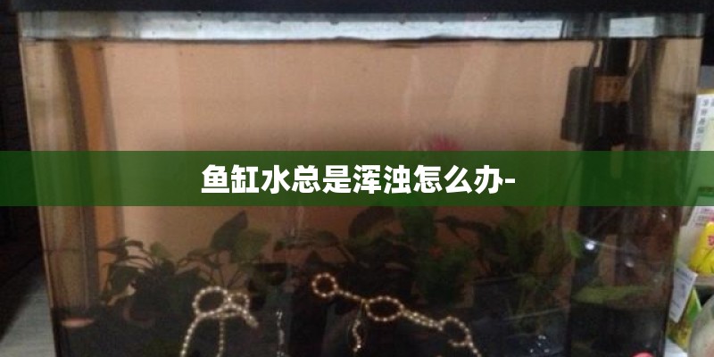 鱼缸水总是浑浊怎么办-