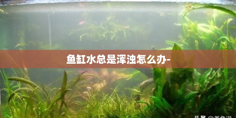 鱼缸水总是浑浊怎么办- 鱼缸水总是浑浊怎么办-