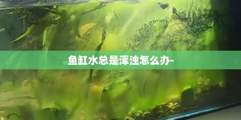 鱼缸水总是浑浊怎么办- 鱼缸水总是浑浊怎么办-