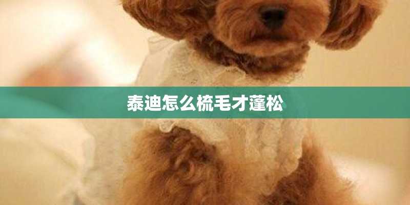 泰迪怎么梳毛才蓬松 泰迪怎么梳毛才蓬松
