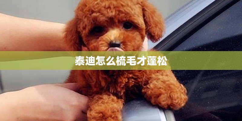泰迪怎么梳毛才蓬松 泰迪怎么梳毛才蓬松