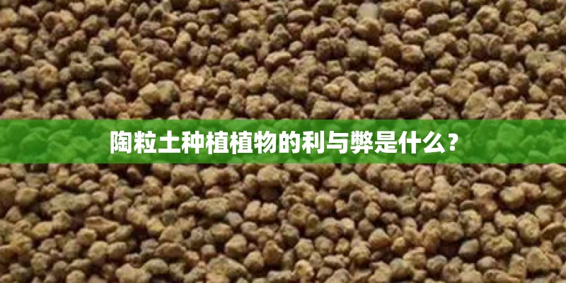 陶粒土种植植物的利与弊是什么？