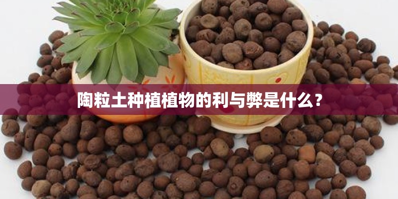 陶粒土种植植物的利与弊是什么? 陶粒土种植植物的利与弊是什么?