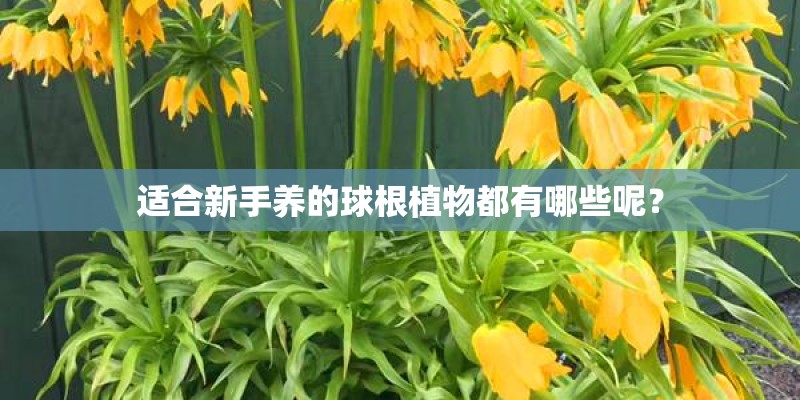 适合新手养的球根植物都有哪些呢？