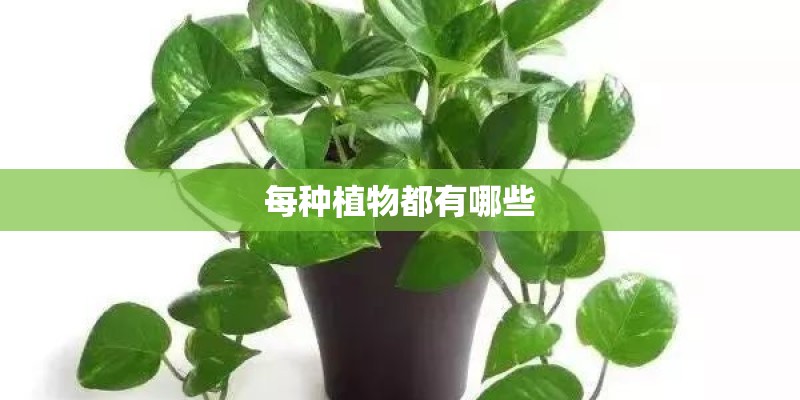 油茶苗种植多少米一株合适-
