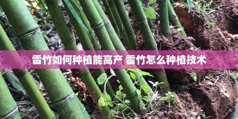 雷竹如何种植能高产 雷竹怎么种植技术