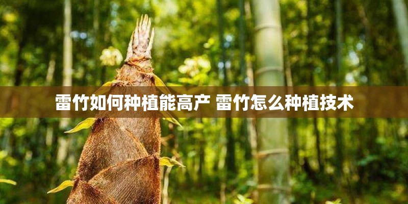 雷竹如何种植能高产 雷竹怎么种植技术