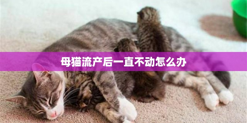 母猫流产后一直不动怎么办