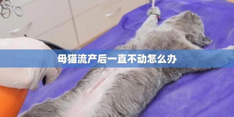 母猫流产后一直不动怎么办 母猫流产后一直不动怎么办