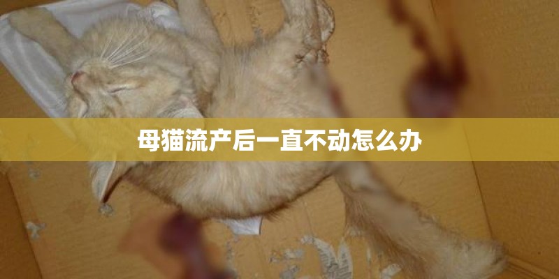 母猫流产后一直不动怎么办 母猫流产后一直不动怎么办
