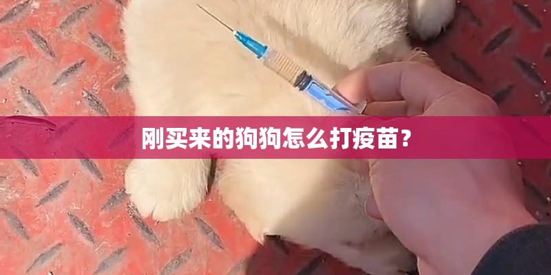 刚买来的狗狗怎么打疫苗？