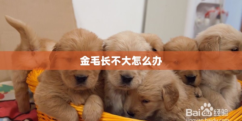 金毛长不大怎么办