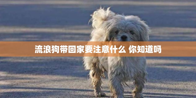 流浪狗带回家要注意什么 你知道吗