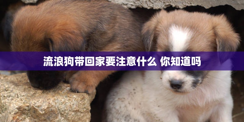 流浪狗带回家要注意什么 你知道吗