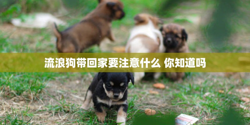 流浪狗带回家要注意什么 你知道吗
