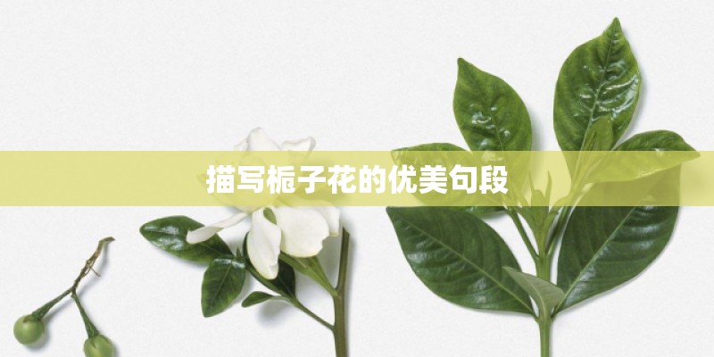 描写栀子花的优美句段 描写栀子花的优美句段
