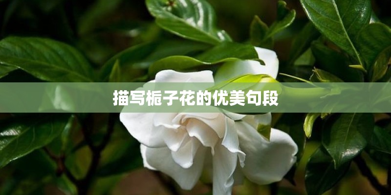 描写栀子花的优美句段 描写栀子花的优美句段