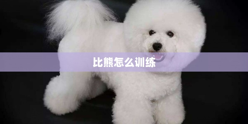 比熊怎么训练