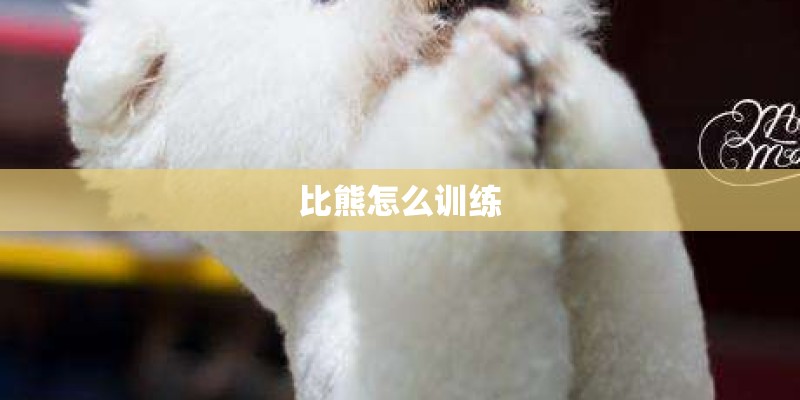 比熊怎么训练