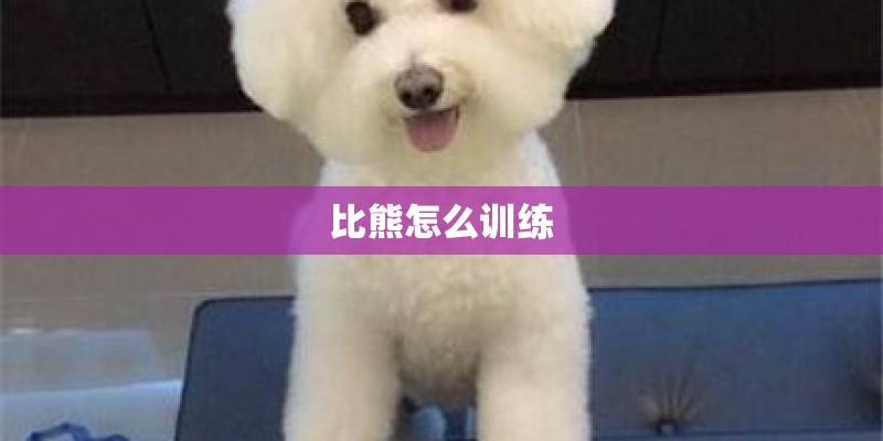 比熊怎么训练