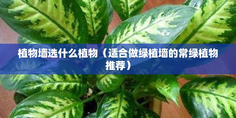 植物墙选什么植物（适合做绿植墙的常绿植物推荐）