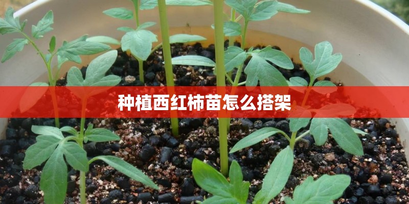 种植西红柿苗怎么搭架