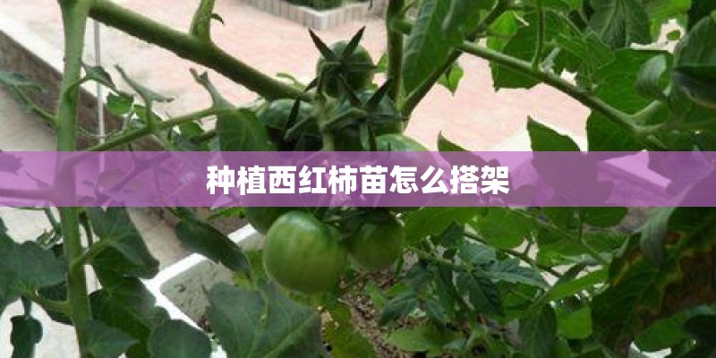 种植西红柿苗怎么搭架