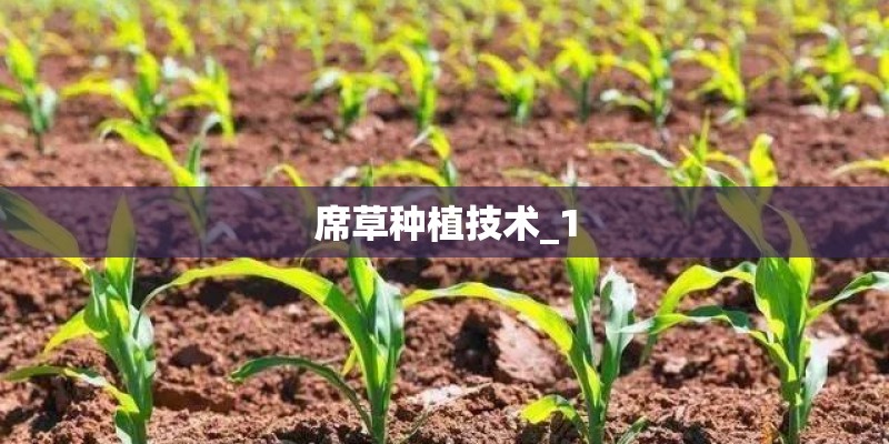 席草种植技术_1