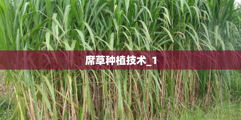 席草种植技术_1