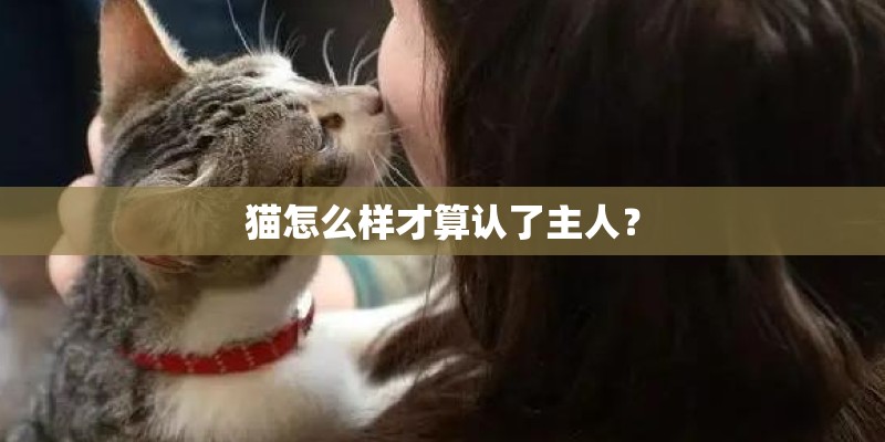 猫怎么样才算认了主人？