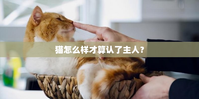 猫怎么样才算认了主人？