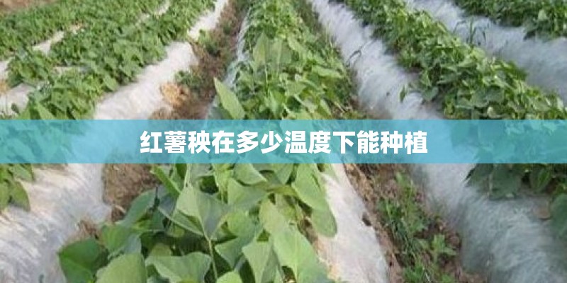 红薯秧在多少温度下能种植