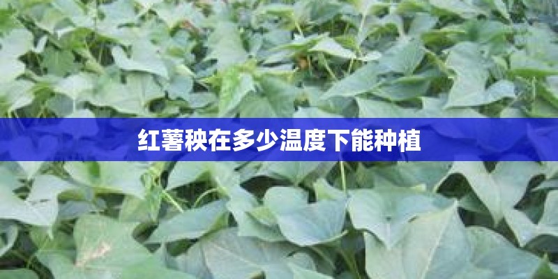 红薯秧在多少温度下能种植