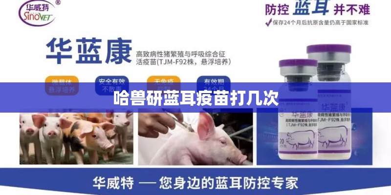 哈兽研蓝耳疫苗打几次