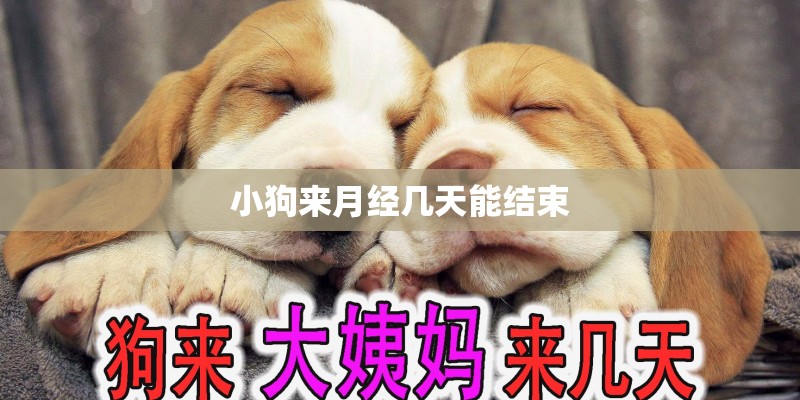 小狗来月经几天能结束