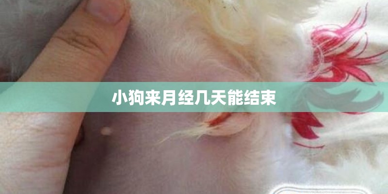小狗来月经几天能结束