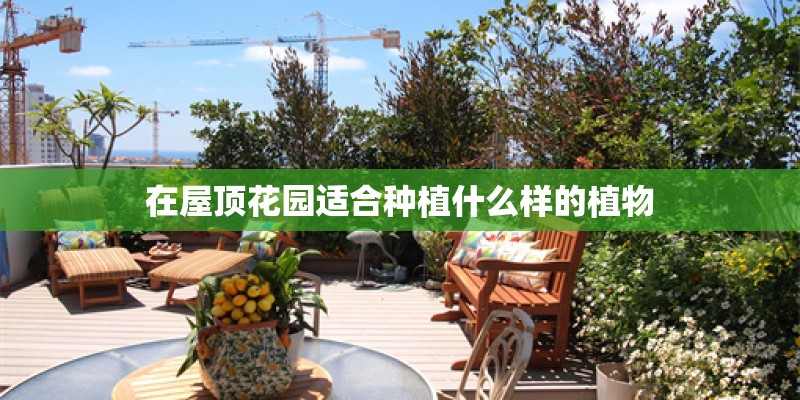 在屋顶花园适合种植什么样的植物