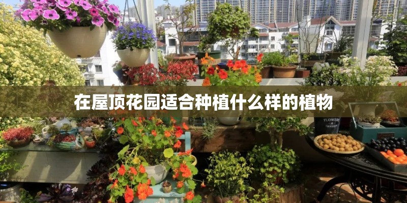 在屋顶花园适合种植什么样的植物