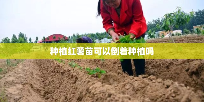 种植红薯苗可以倒着种植吗