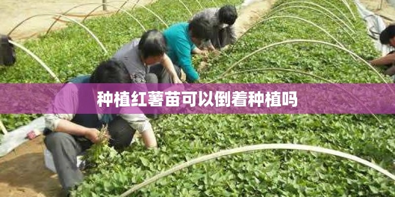 种植红薯苗可以倒着种植吗