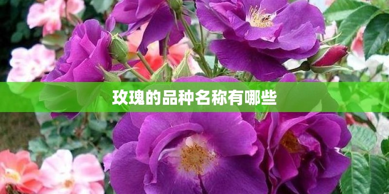 玫瑰的品种名称有哪些