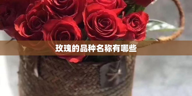 玫瑰的品种名称有哪些