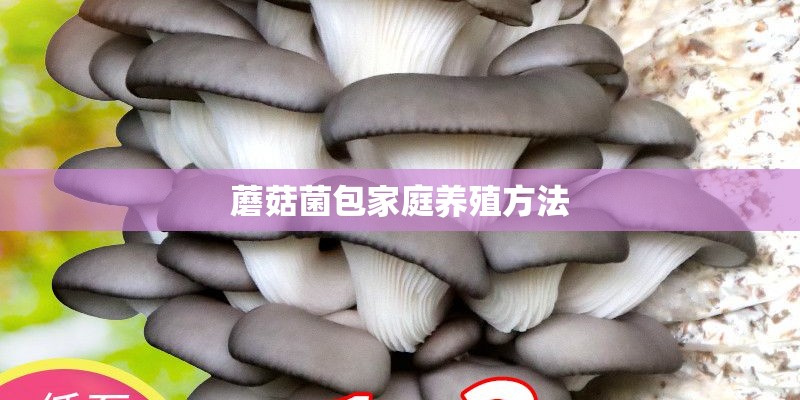 蘑菇菌包家庭养殖方法