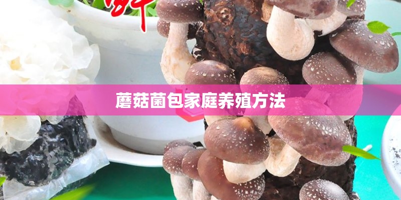 蘑菇菌包家庭养殖方法 蘑菇菌包家庭养殖方法