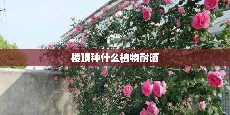 楼顶种什么植物耐晒