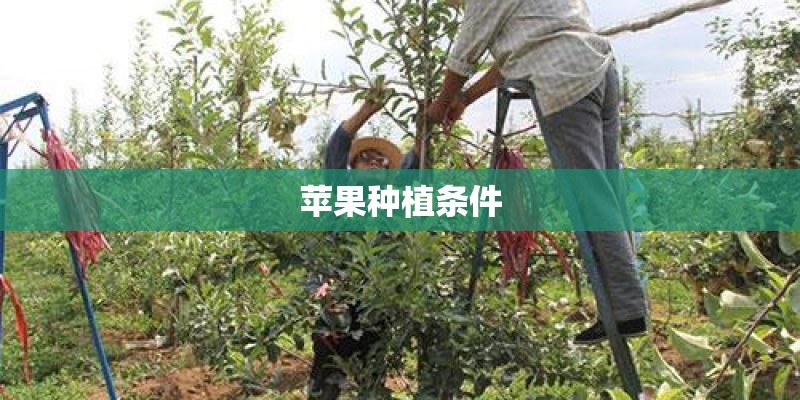 苹果种植条件