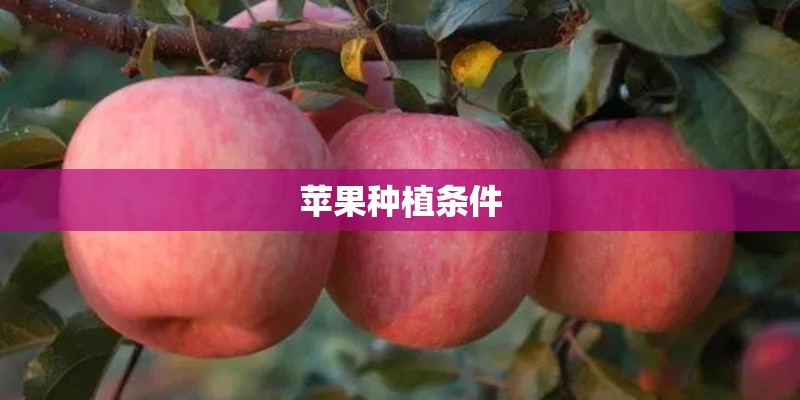 苹果种植条件