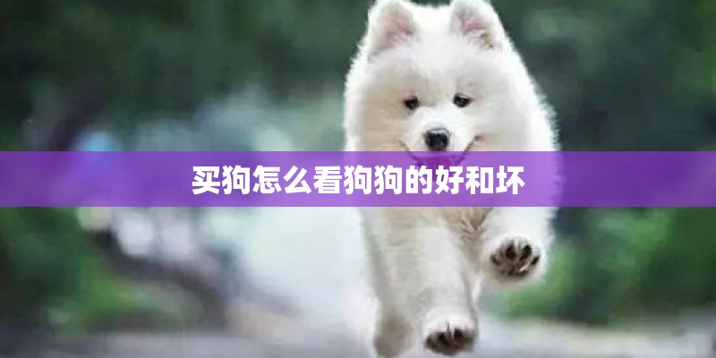 买狗怎么看狗狗的好和坏