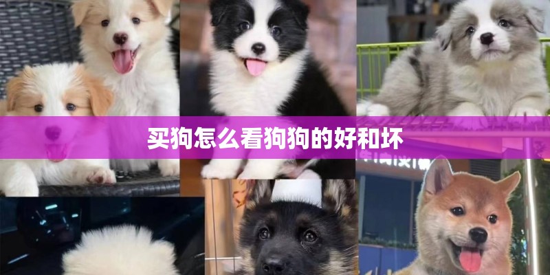 买狗怎么看狗狗的好和坏